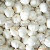 China Fresh Garlic with Good Taste #5 small image