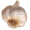 Provid Jinxiang Garlic #1 small image