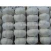 Supply China Garlic pack in 500g/sack,10kg /mesh bag of Fiji Market #3 small image