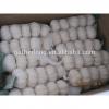 Supply China Garlic pack in 500g/sack,10kg /mesh bag of Fiji Market #4 small image