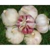 Red/Pink/Purple/Violet Garlic in Hot Sale #4 small image