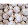 Red/Pink/Purple/Violet Garlic in Hot Sale #5 small image