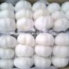 Normal White Garlic pack in 3p/sack, 10kg/carton #1 small image