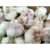 Supply Frresh Garlic in Reasnale Price #3 small image