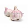 Haccp of China Garlic with High Quality