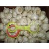 China Pure White /Snow White/Super White Garlic 2017&#39;