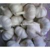Leading wholesale professional garlic in 8kg/carton #1 small image