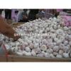 Leading wholesale professional garlic in 8kg/carton #2 small image
