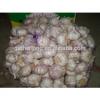 China Red Garlic Exporters, Garlic Selling Leads #1 small image