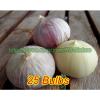 Single Clove Garlic, Solo Garlic, Heirloom Herbs from Thailand, 10 - 100 Bulbs.