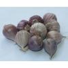 10 bulbs live Single Clove Garlic, Fresh Solo Garlic to Grown or Eaten#F #2 small image