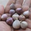 10 bulbs live Single Clove Garlic, Fresh Solo Garlic to Grown or Eaten#F #5 small image