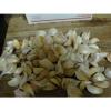 WYOMING. Organic Garlic  100 + Bulbs , Heirloom, For Planting  LARGE BULBS #2 small image