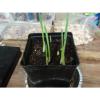 WYOMING. Organic Garlic  100 + Bulbs , Heirloom, For Planting  LARGE BULBS #4 small image