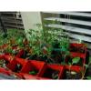 WYOMING. Organic Garlic  100 + Bulbs , Heirloom, For Planting  LARGE BULBS #5 small image