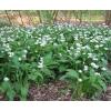 Herb Seeds Ramsons, Buckrams, Wild Garlic Organic Russian Heirloom Herbs Seed #3 small image