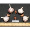GARLIC BULBLETS - Red Russian -Variety Hardneck Rocambole  - 5 Bulblets/Cloves #1 small image