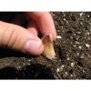 Organic Garlic &#039;&#039;MORADO&#039;&#039; Seeds**10-Clove**Hardy &amp; Viable Seeds* UK SELLER* #2 small image