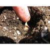 Organic Garlic &#039;&#039;MORADO&#039;&#039; Seeds**10-Clove**Hardy &amp; Viable Seeds* UK SELLER* #3 small image