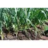 Organic Garlic &#039;&#039;MORADO&#039;&#039; Seeds**10-Clove**Hardy &amp; Viable Seeds* UK SELLER* #4 small image