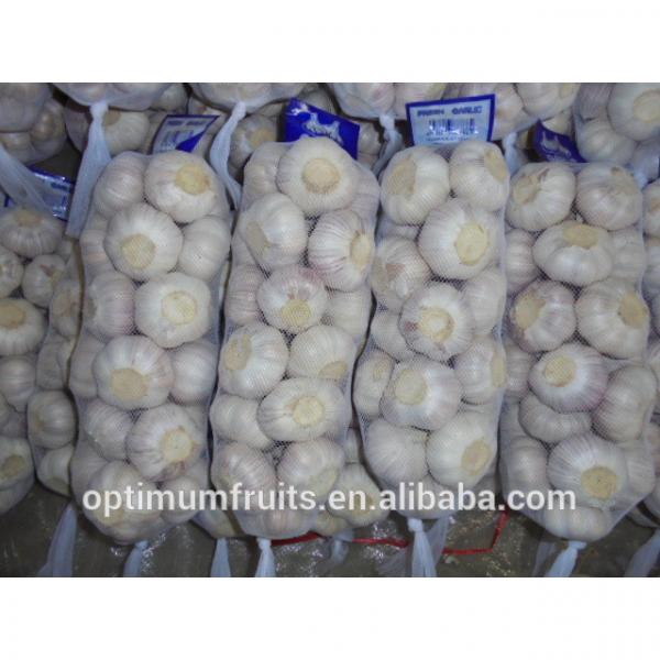 China fresh wholesale garlic price #3 image