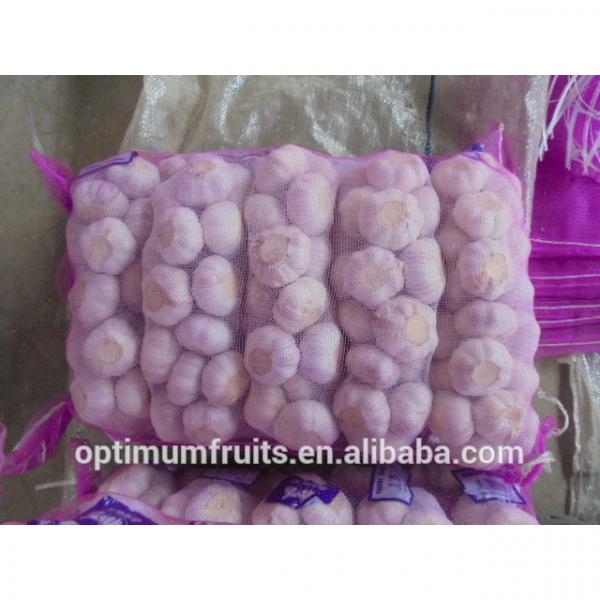 China fresh wholesale garlic price #4 image
