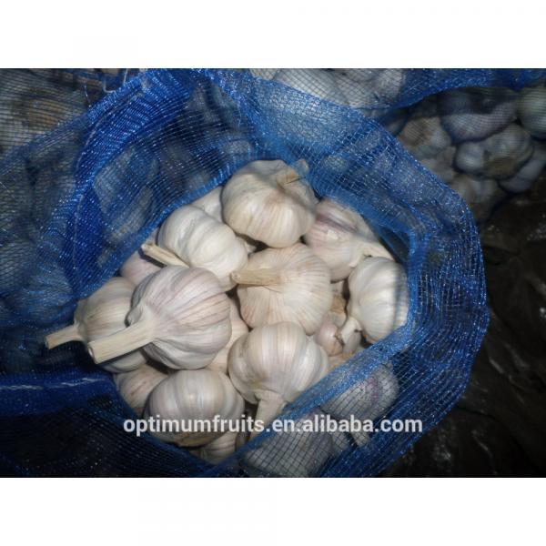 China Shandong fresh garlic distributors #4 image