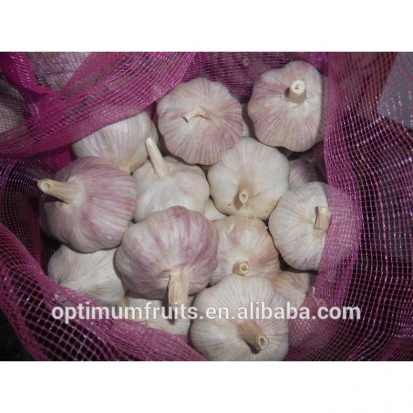 China Shandong jining garlic exporter #5 image