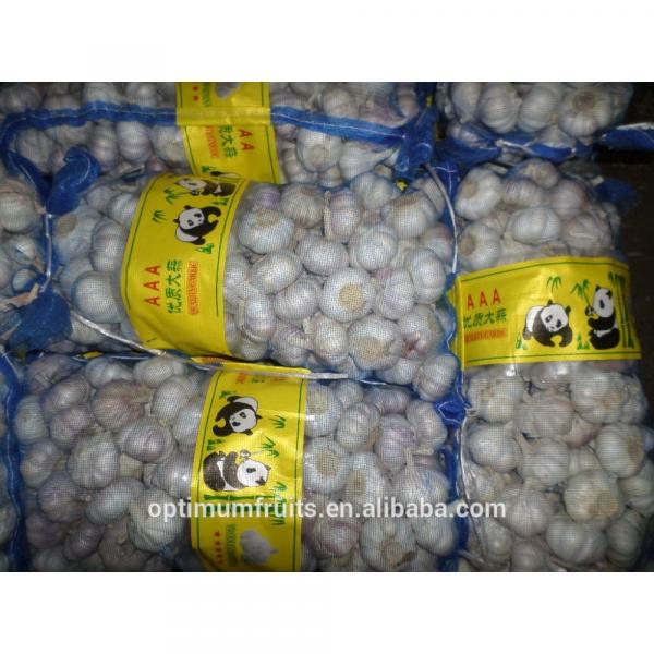 Garlic exporters China sell white garlic (size 5.0cm, 7kg mesh bag) #6 image