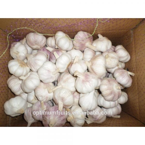 Fresh dry red garlic supplier in China #3 image