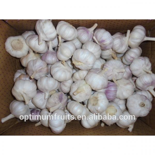 Fresh dry red garlic supplier in China #6 image