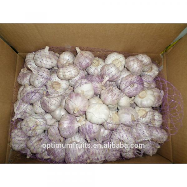 Shandong jining fresh garlic from China #2 image