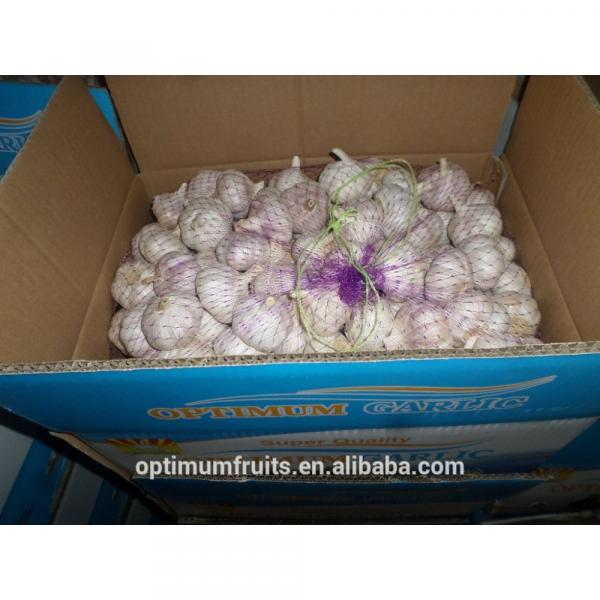 China Shandong garlic&amp;ginger exporters #2 image