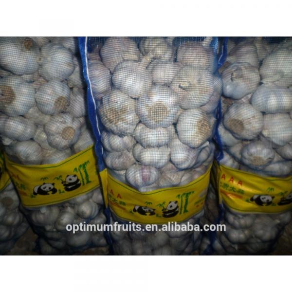 Garlic exporters China sell white garlic (size 5.0cm, 7kg mesh bag) #2 image