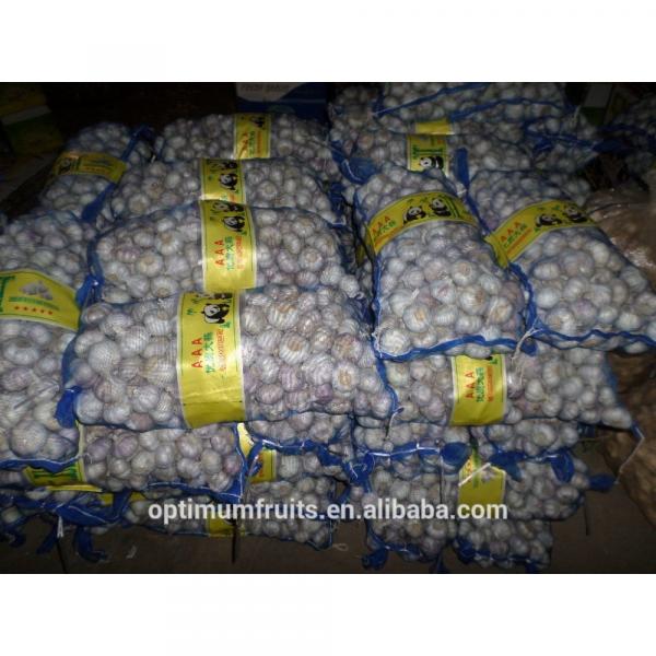 China Shandong fresh garlic distributors #2 image