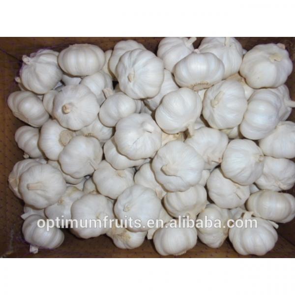 Shandong jining fresh garlic from China #1 image