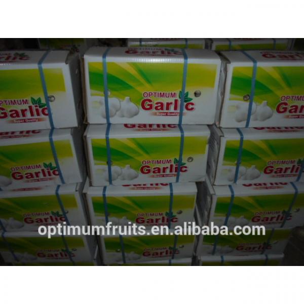 China super natural white garlic best garlic price #2 image