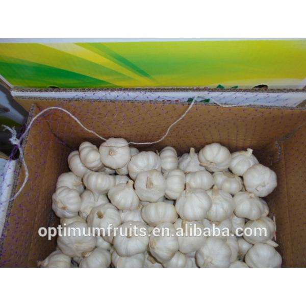 Pure white fresh natural garlic supplier from China #3 image