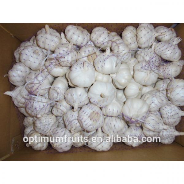 China super natural white garlic best garlic price #5 image