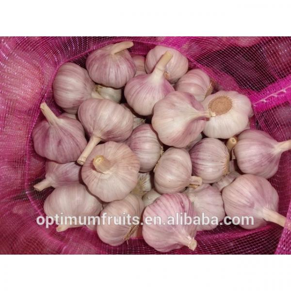 Fresh garlic cloves normal white garlic price #3 image