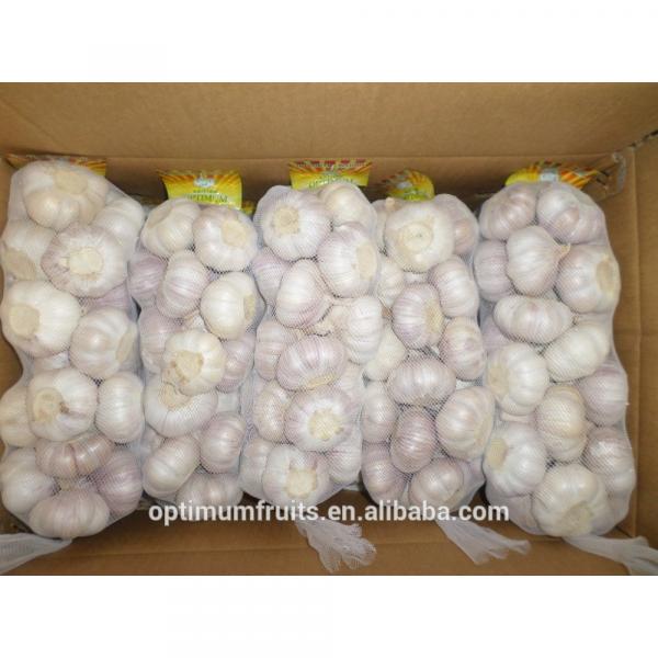 China fresh wholesale garlic price #1 image