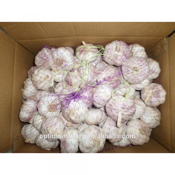 Fresh dry red garlic supplier in China #1 image