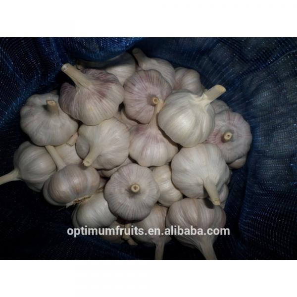 Garlic exporters China sell white garlic (size 5.0cm, 7kg mesh bag) #5 image