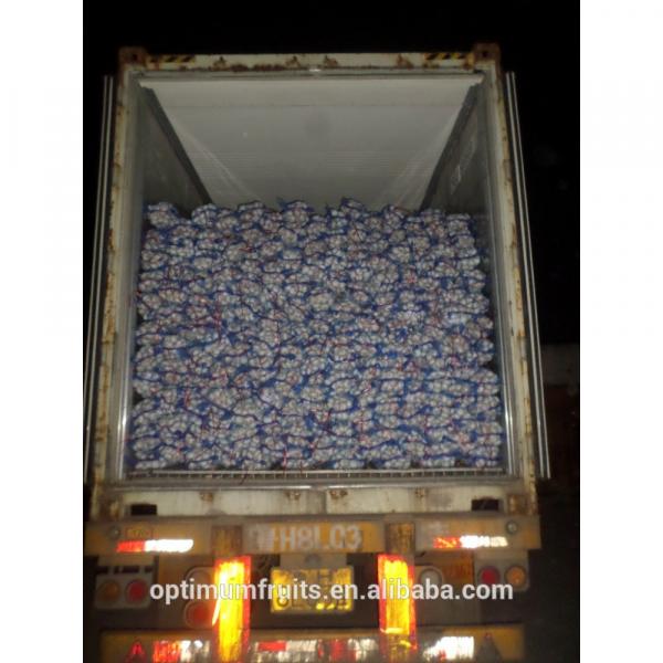 China garlic box 10kg price for export #4 image