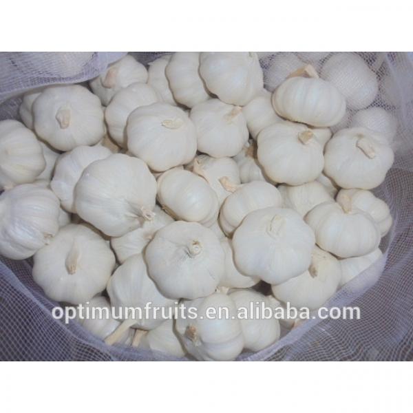 Garlic packaging 20kg Chinese garlic price #1 image