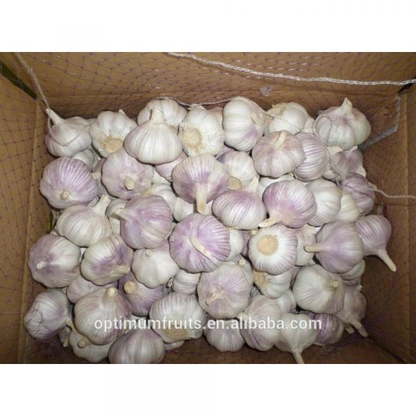 Garlic packaging 20kg Chinese garlic price #4 image