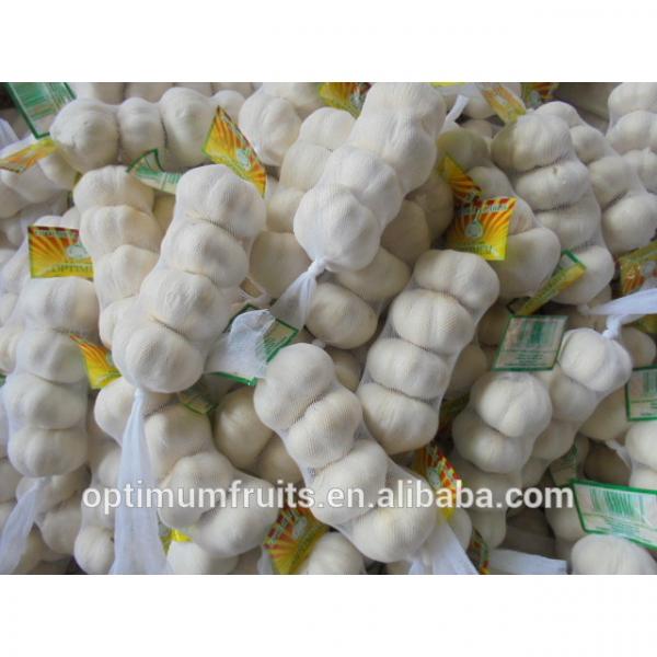 Global Gap Chinese fresh Normal white garlic and Pure white garlic #5 image