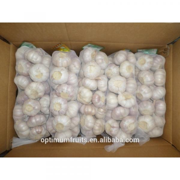New crop fresh garlic from China #1 image