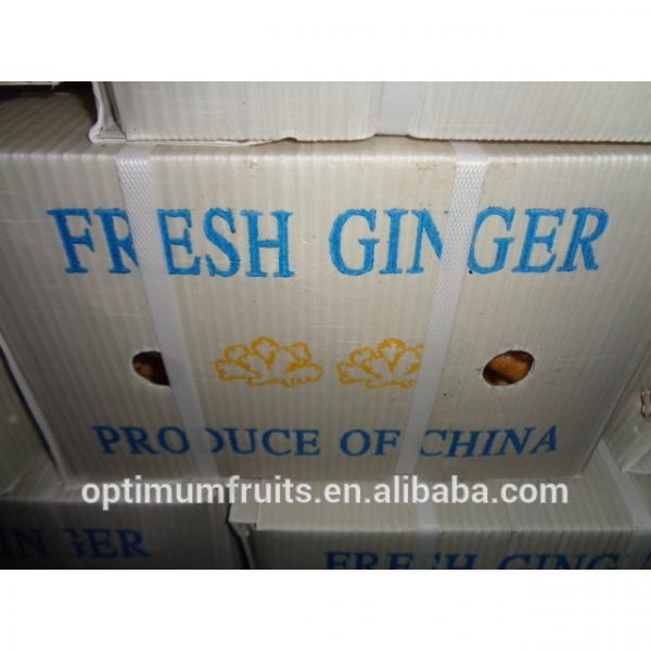 China Shandong garlic&amp;ginger exporters #3 image