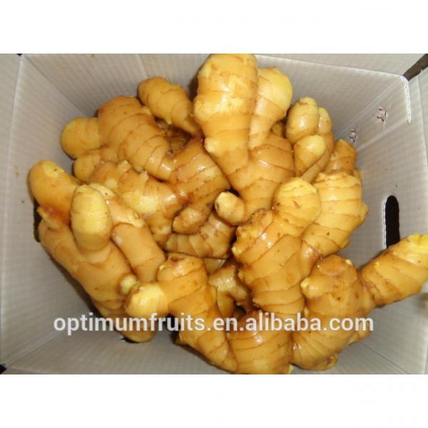 China Shandong garlic&amp;ginger exporters #4 image